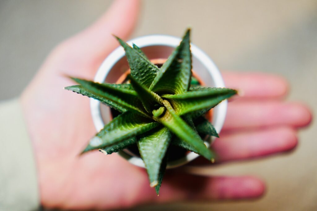 a person holding a small potted plant in their hand